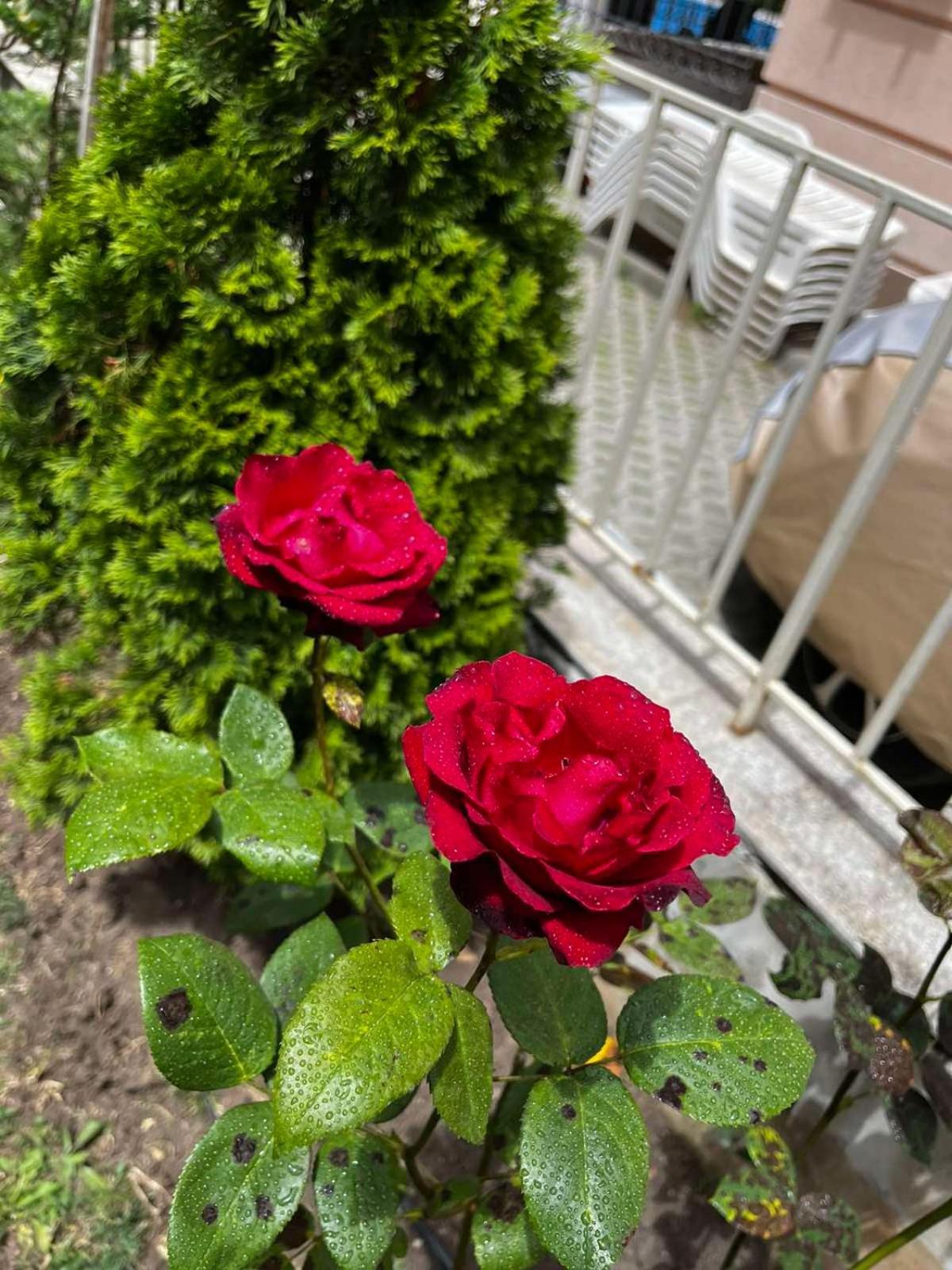 Rose Garden Omax Apartments Sunny Beach Exterior foto